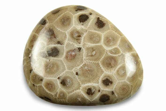 Polished Petoskey Stone (Fossil Coral) - Michigan #248062